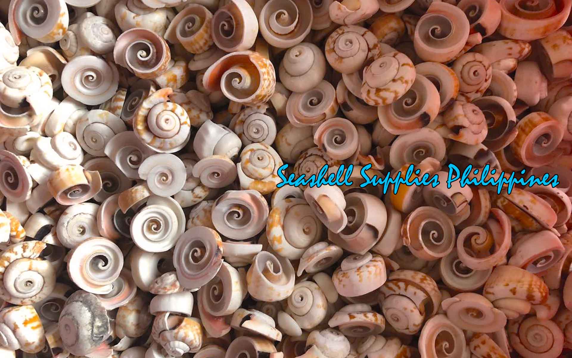 Cut Seashells | Red Lips | Head