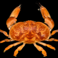 Red Egg Crab (Atergatis integerrimus) | Preserved Crab Specimen | Real Marine Crab