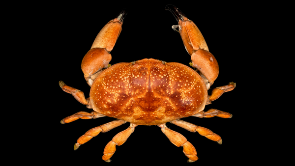 Red Egg Crab (Atergatis integerrimus) | Preserved Crab Specimen | Real Marine Crab