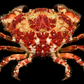 Rüppell's Reef Crab (Gaillardiellus ruppelli) | Preserved Crab Specimen | Real Reef Crab