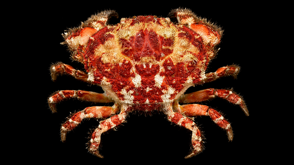 Rüppell's Reef Crab (Gaillardiellus ruppelli) | Preserved Crab Specimen | Real Reef Crab