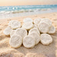 Sand Dollar | Sea Cookie |1 - 1.5 Inches