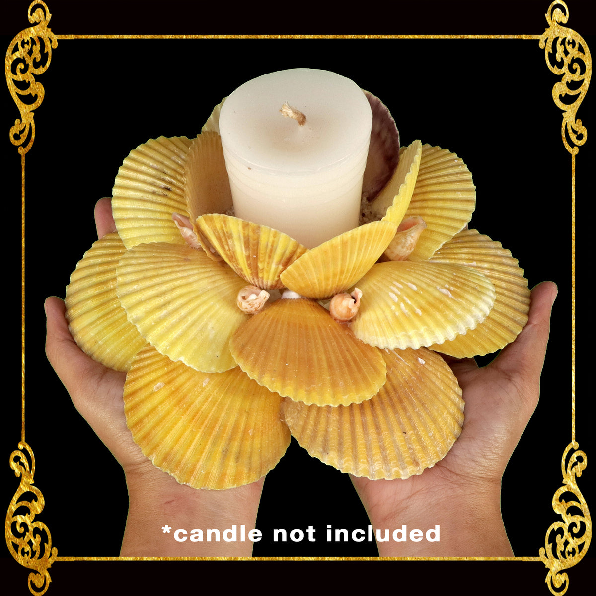 Seashell Candle Holder Made of Scallop Pecten Nobilis | Yellow