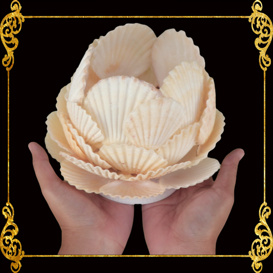 Seashell Candle Holder | Macarense Pecten & Codakia