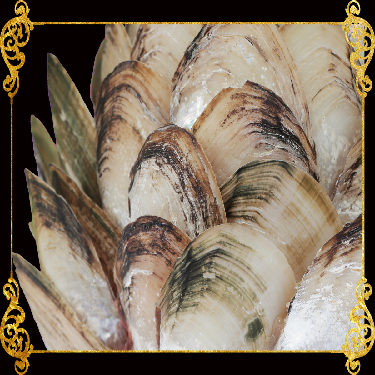 Seashell Candle Holder | Parus 1