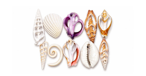 Cut Sliced Seashells