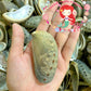 Abalone Long | Donkey's Ear Abalone | Polished | 2 - 3.5 Inches