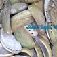 Abalone Long | Donkey's Ear Abalone| Polished | 2 - 3.5 Inches