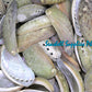 Abalone Long | Donkey's Ear Abalone | Polished | 2 - 3.5 Inches