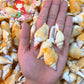500 Grams | Bulagsik | Vittate Conch