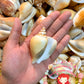 500 Grams | Canarium | Dog Conch
