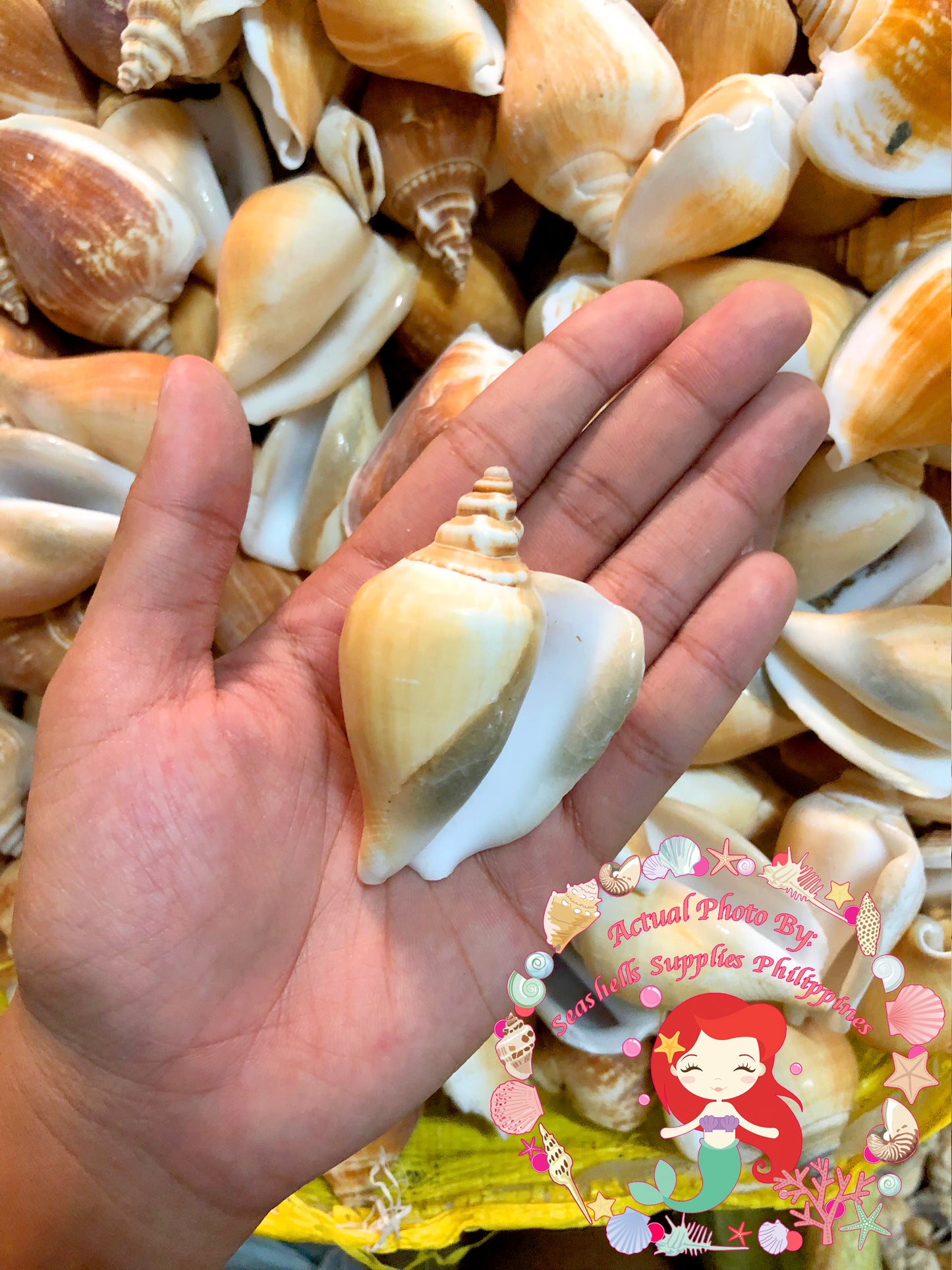500 Grams | Canarium | Dog Conch