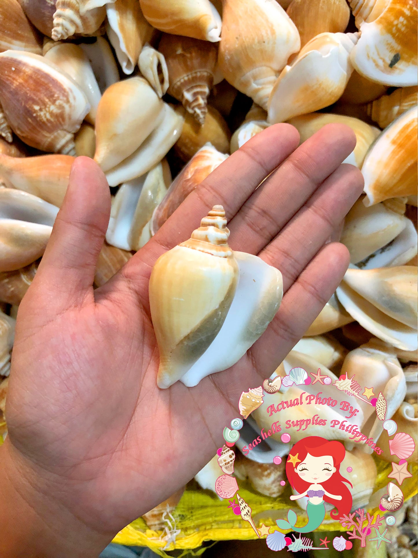 Canarium | Dog Conch | Jumbo | 3 - 4 Inches