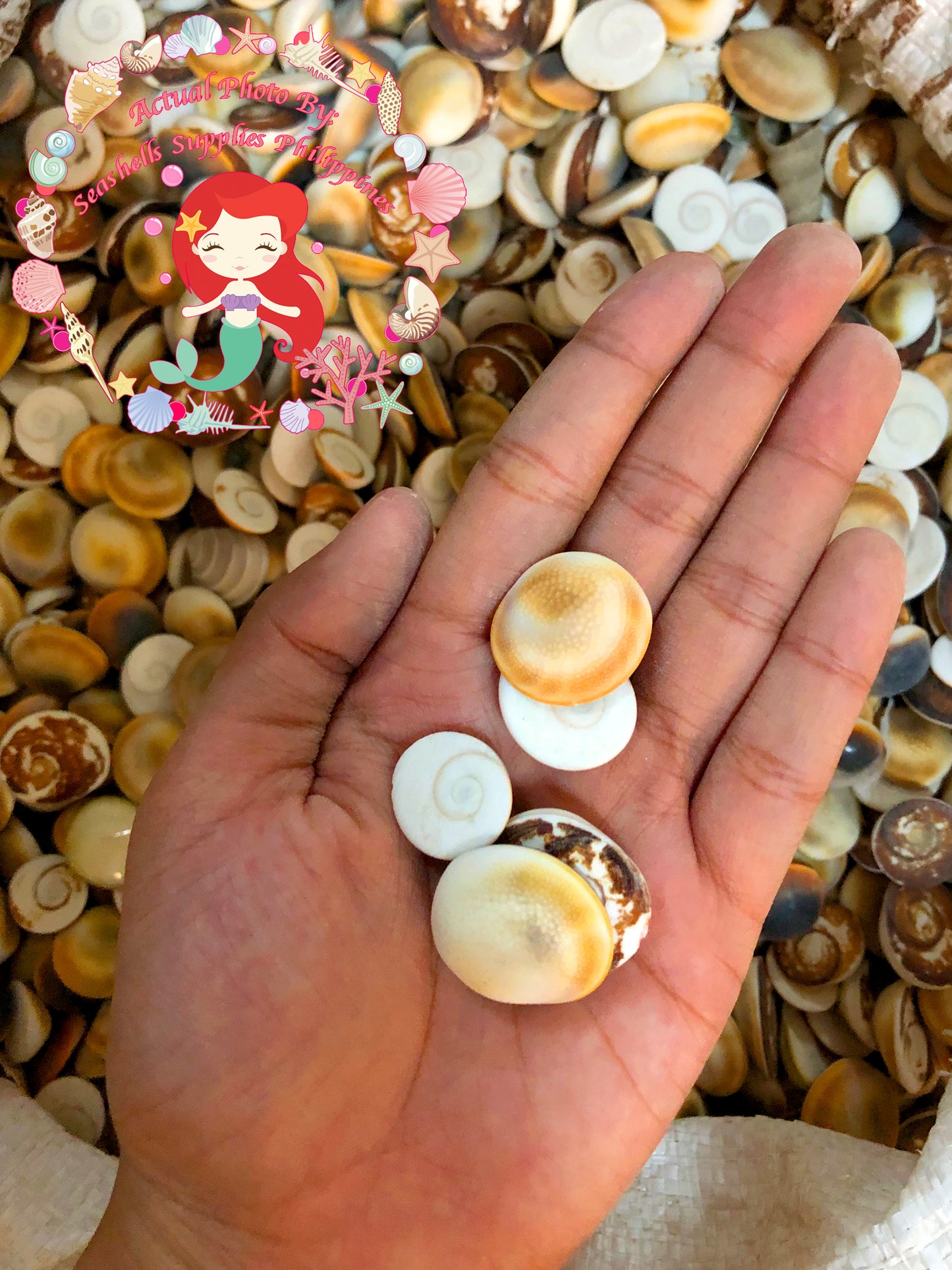 500 Grams | Cat's Eye | Operculum | Black & White