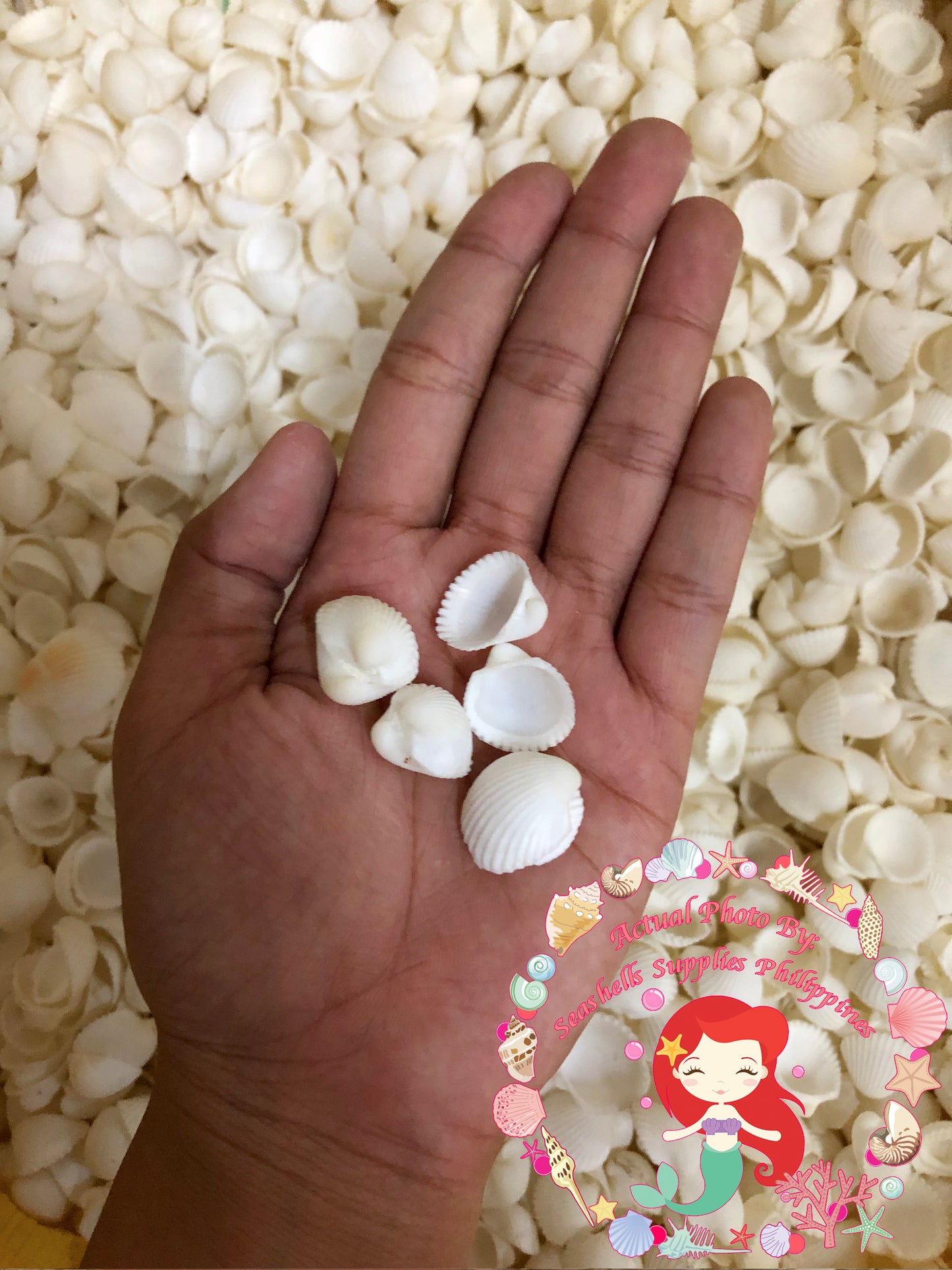 500 Grams | Clamrose | Anadara Pilula | Medium