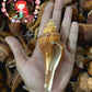 500 Grams | Melongina Bicol Long | Tuba False Fusus