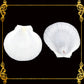 1 Kilo | Moon Scallop | Asian Moon Scallop | White | Seashells | Sea shells
