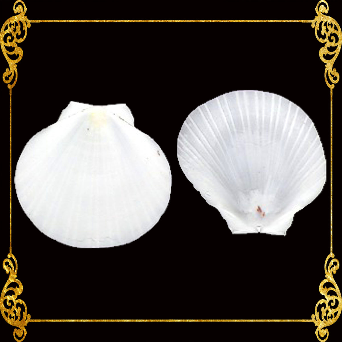 Moon Scallop | Asian Moon Scallop | Amusium Pleuronectes (White)
