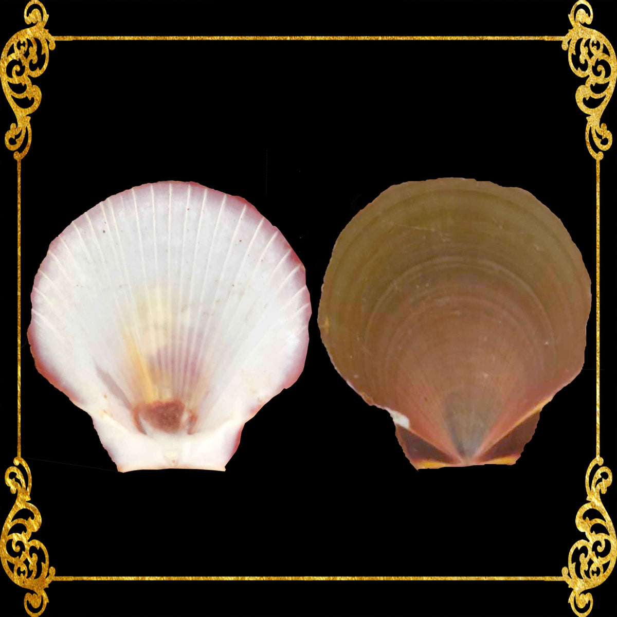 Moon Scallop | Asian Moon Scallop | Amusium pleuronectes (Brown)