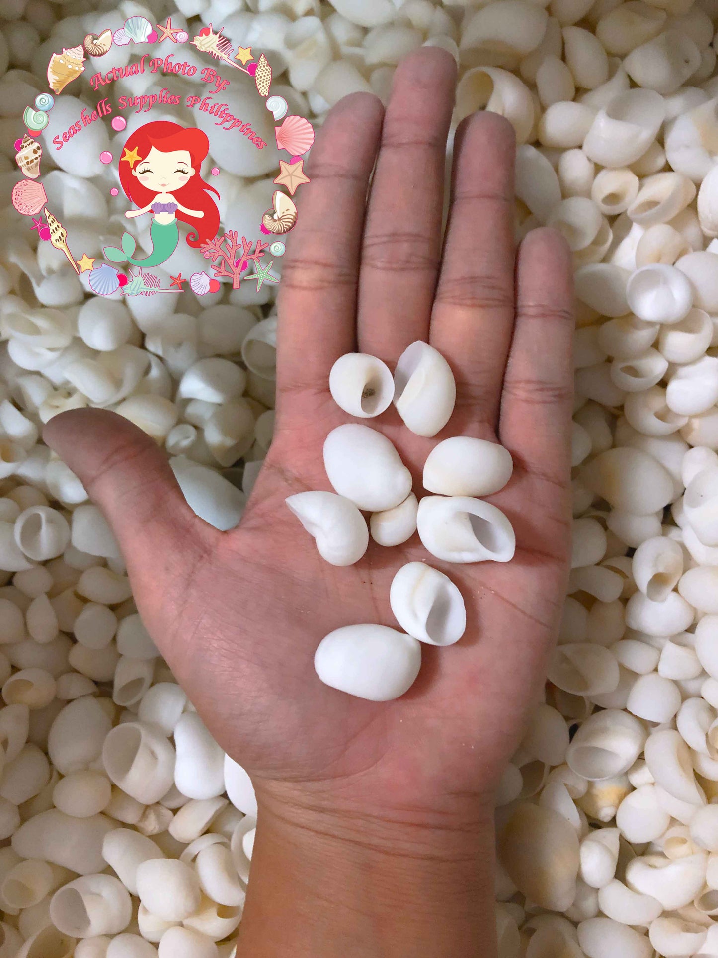 500 Grams | Moonshell | New Zealand Moon | White