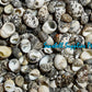 Nerita | Waved Nerite | Nerita undata (Small Round)