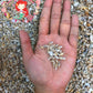 1 Kilo | Palay | Dotted Dove Shell | Gurisan | Seashells | Sea shells