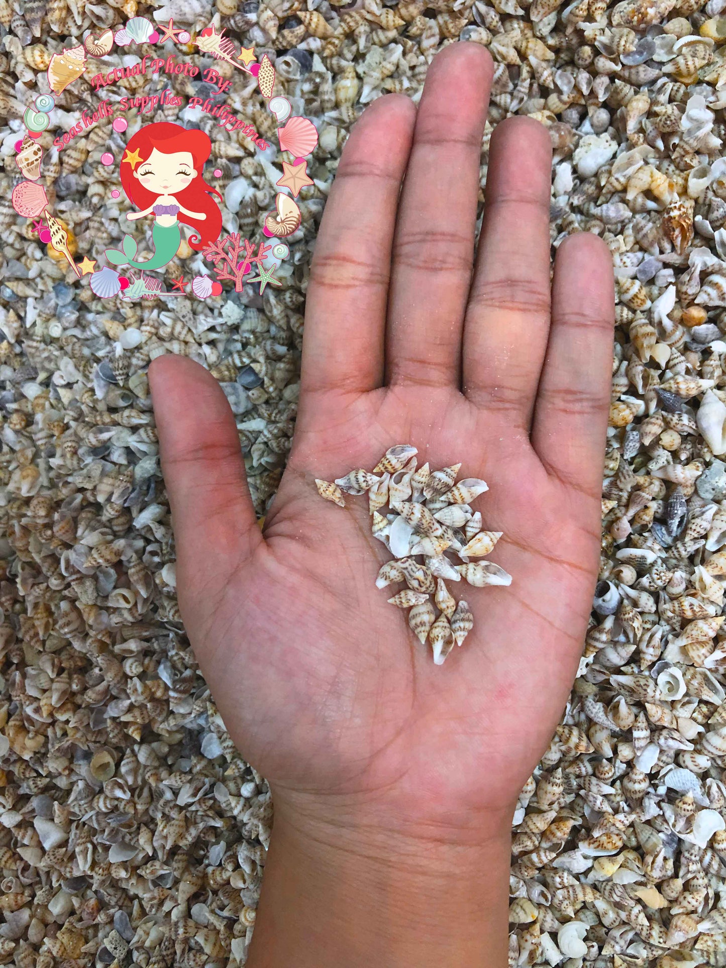 1 Kilo | Palay | Dotted Dove Shell | Gurisan | Seashells | Sea shells
