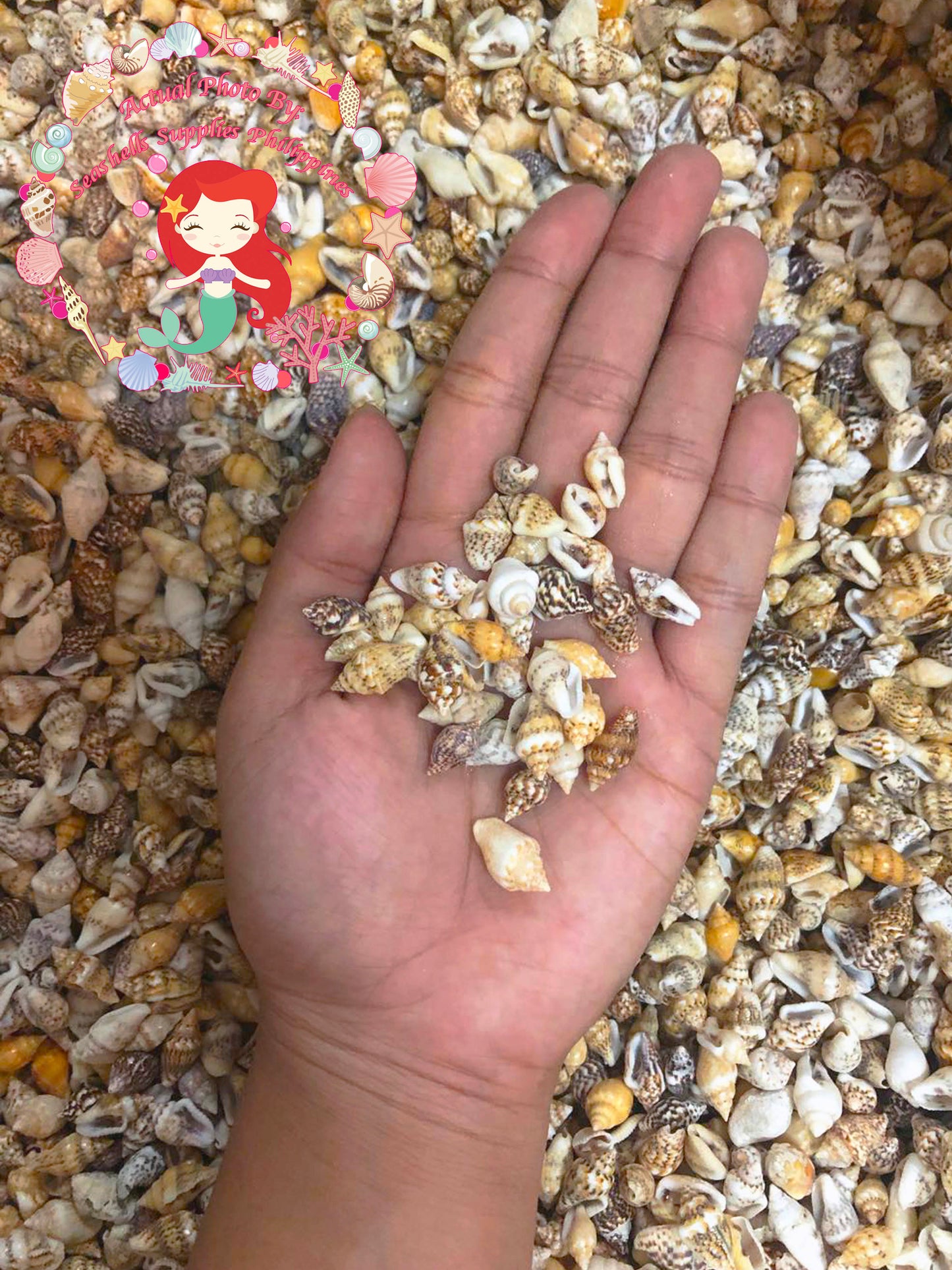 500 Grams | Palay | Dotted Dove Shell | Natural