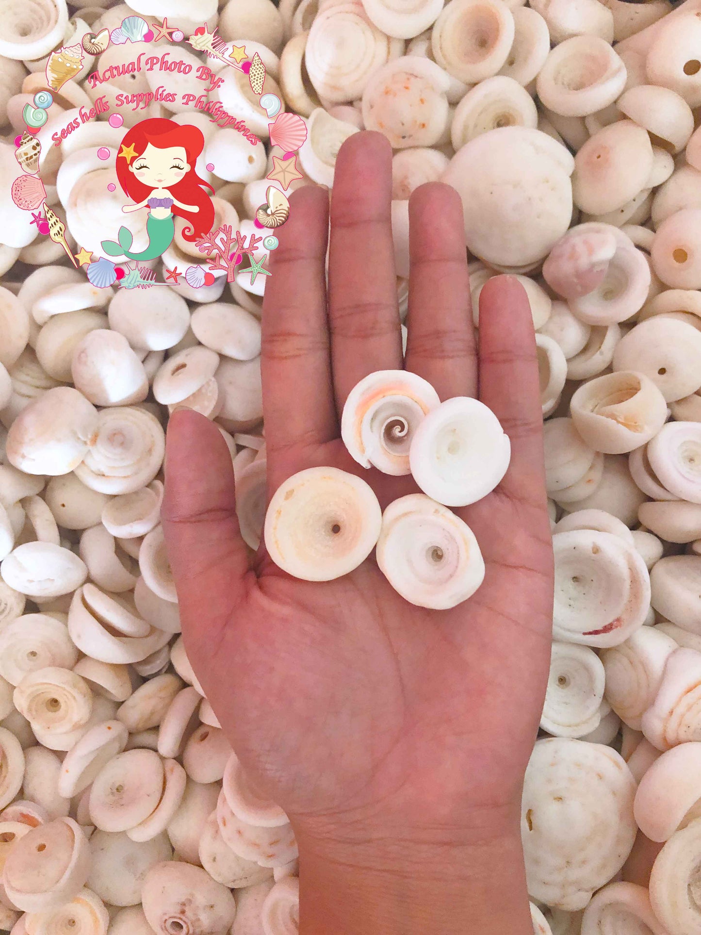 500 Grams | Puka Shell | Large | 1.5 - 2 cm