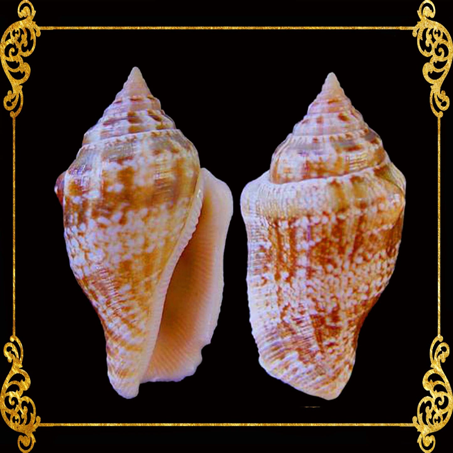 1 Kilo | Sicad | Little Bear Conch | Pink | Seashells | Sea shells