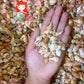 1 Kilo | Sicad | Little Bear Conch | Pink | Seashells | Sea shells