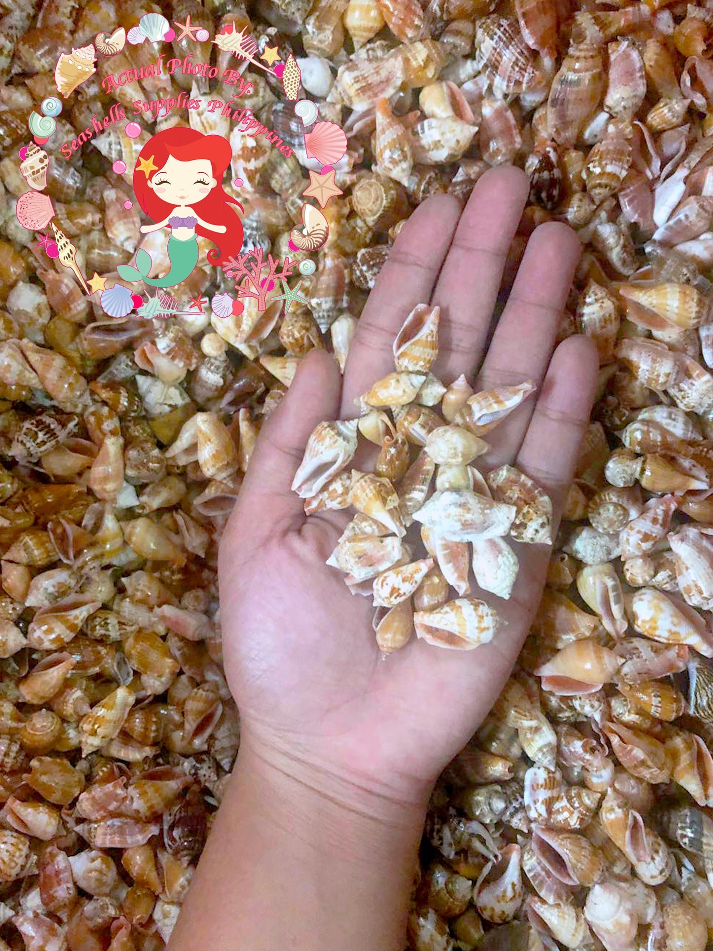 1 Kilo | Sicad | Little Bear Conch | Pink | Seashells | Sea shells