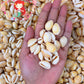 500 Grams | Sigay | Gold Ringer Cowrie | Golden