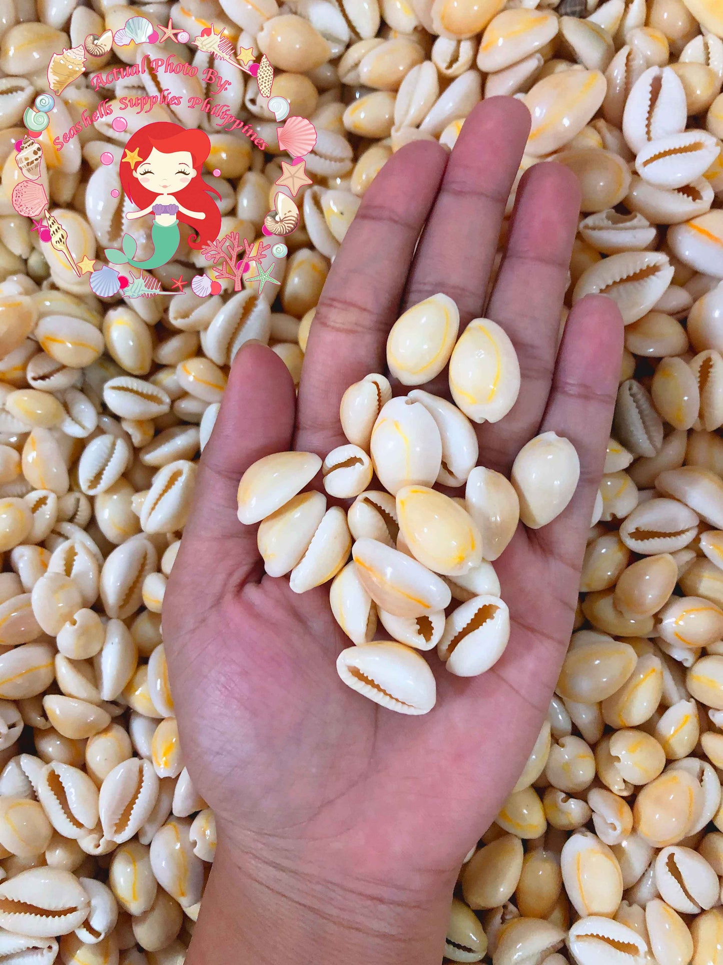 500 Grams | Sigay | Gold Ringer Cowrie | Golden