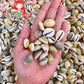500 Grams | Sigay | Gold Ringer Cowrie | Natural