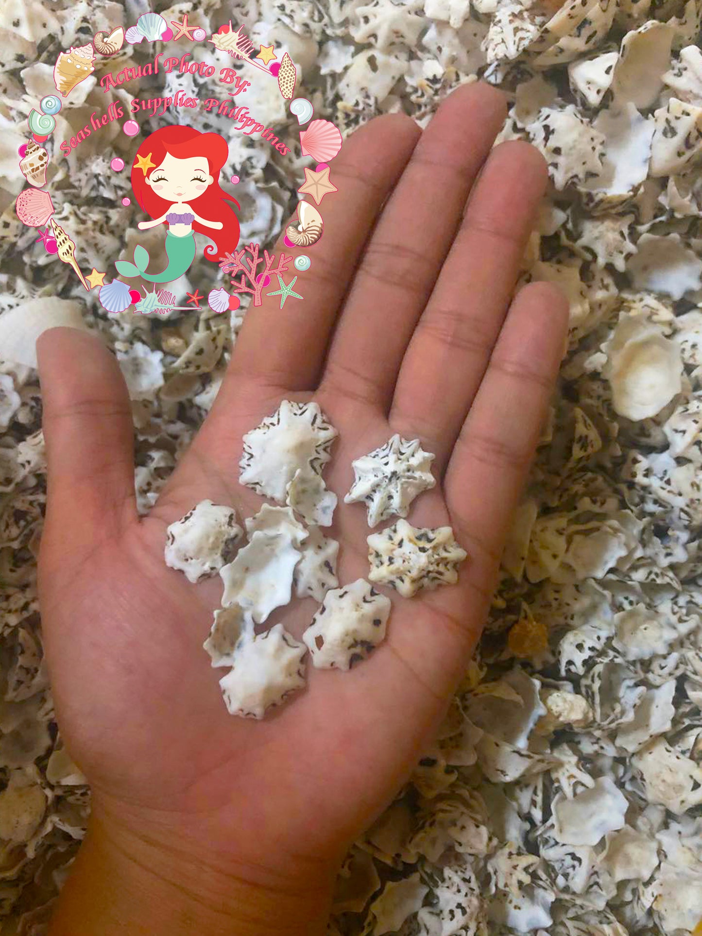 500 Grams | Star Limpet |  Cellana Stellifera