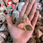500 Grams | Strawberry Troca | Cone Shaped Top