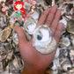 500 Grams | Talaba | Philippine Cupped Oyster