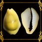 1 Kilo | Cyprea Moneta | Money Cowrie | Monetaria Moneta | Seashells | Sea shells