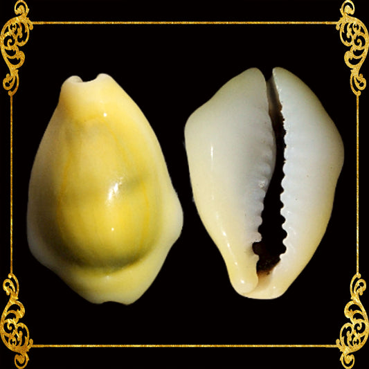 1 Kilo | Cyprea Moneta | Money Cowrie | Monetaria Moneta | Seashells | Sea shells