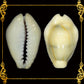 Sigay Cyprea Moneta | Money Cowrie | Monetaria Moneta