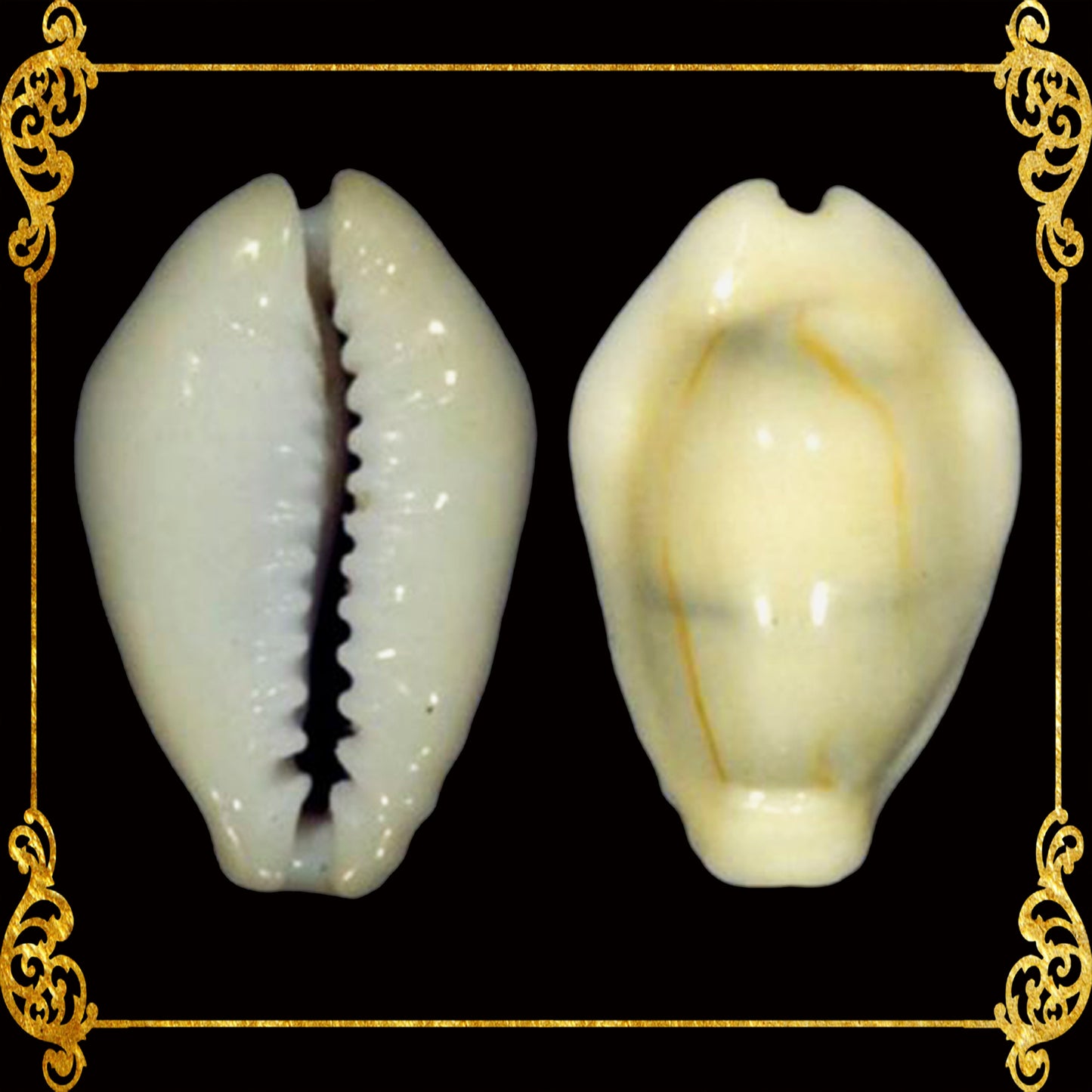 Sigay Cyprea Moneta | Money Cowrie | Monetaria Moneta