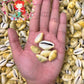 1 Kilo | Cyprea Moneta | Money Cowrie | Monetaria Moneta | Seashells | Sea shells