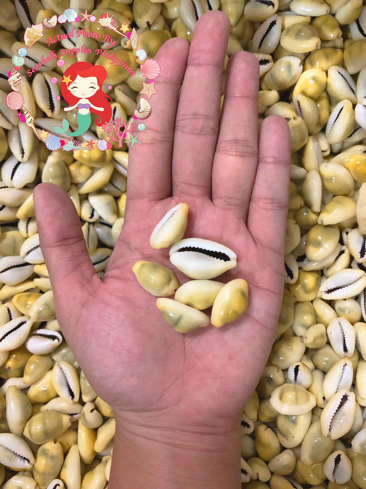 1 Kilo | Cyprea Moneta | Money Cowrie | Monetaria Moneta | Seashells | Sea shells