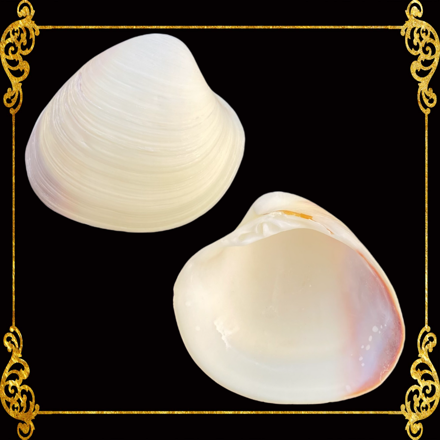 Yellow Cockle | Pacific Yellow Cockle | Thin (Small)