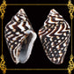 Palay Black | Columbella Mercatoria Sea Shells