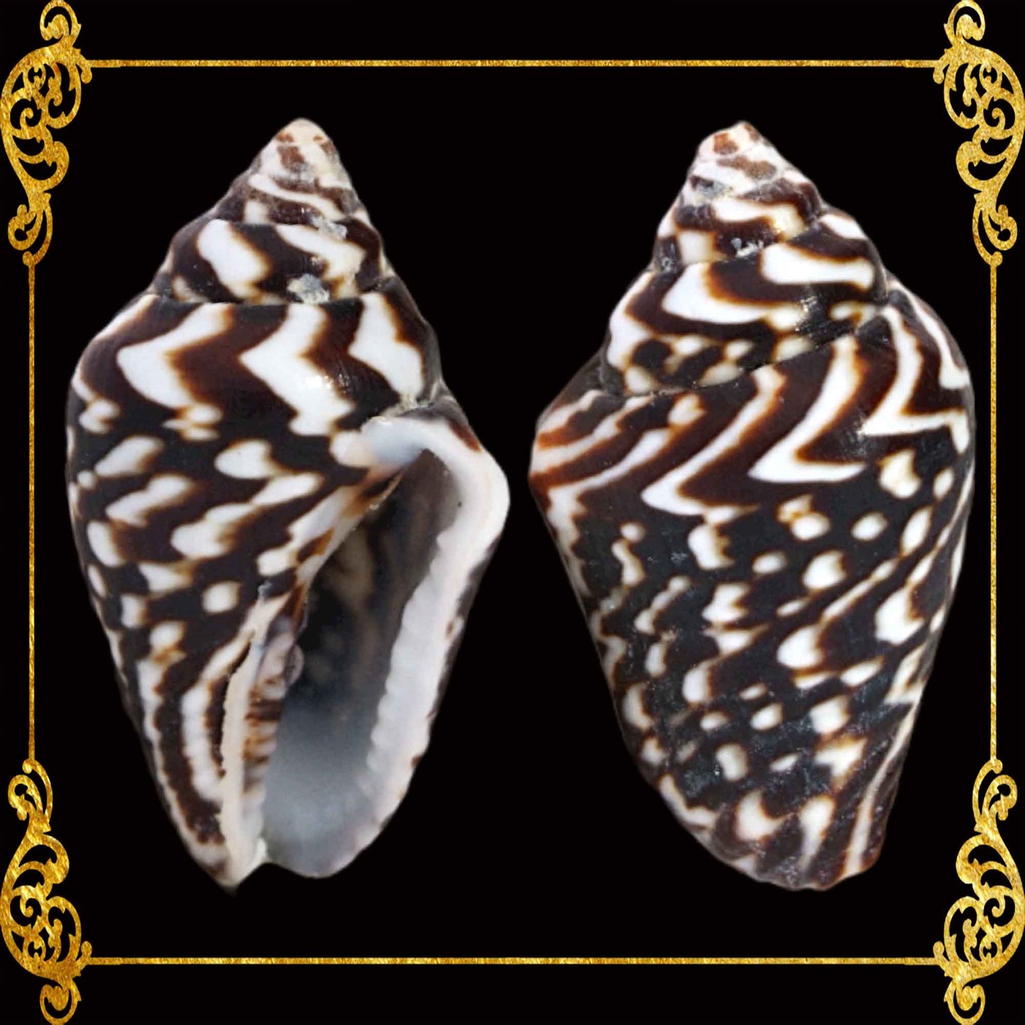 Palay Black | Columbella Mercatoria Sea Shells