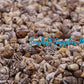 Palay Black | Columbella Mercatoria Sea Shells