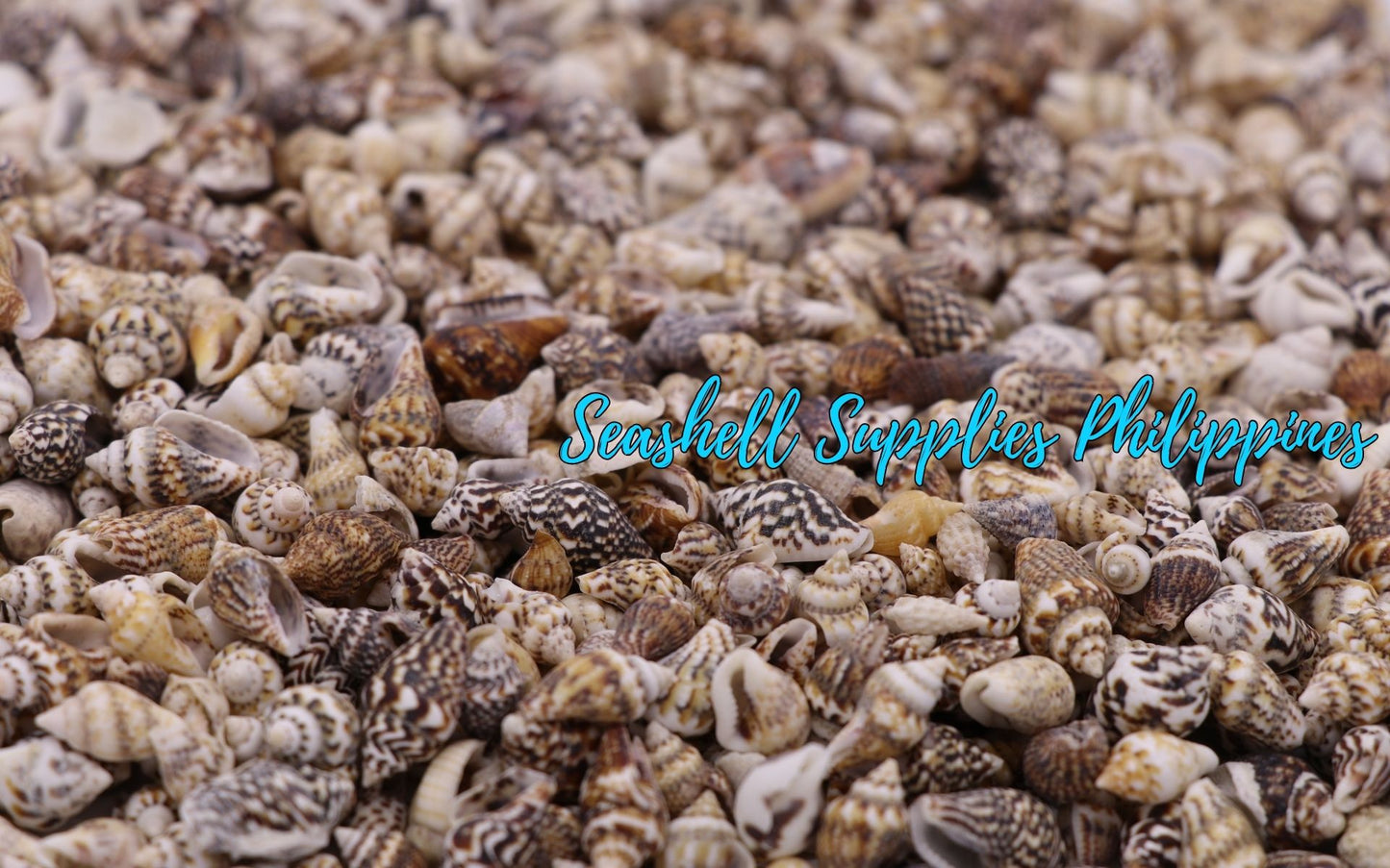 Palay Black | Columbella Mercatoria Sea Shells
