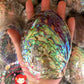 Abalone Paua | Blackfoot Paua | Rainbow Abalone | 6 Inches | Large